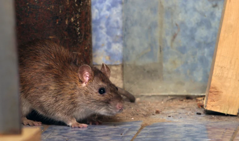 How to Spot and Prevent Rodent Infestations in Your Home: A Complete Guide