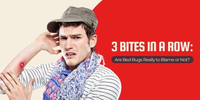3 Bites in a Row: Are Bed Bugs Really to Blame or Not?