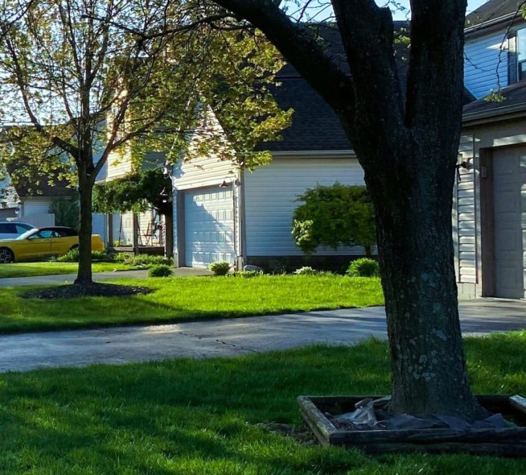 6 Trees That Might Be Poisoning Your Property (And What to Do About Them)