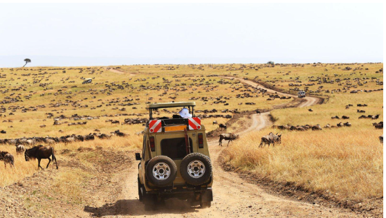 SERENGETI SAFARI ROUTES COMPARED HOW DIFFERENT AREAS CREATE DIFFERENT EXPERIENCES
