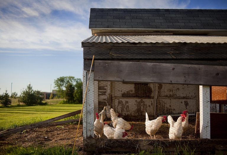 Why Chicken Coops and Chicken Nesting Boxes Are Essential for Healthy Hens